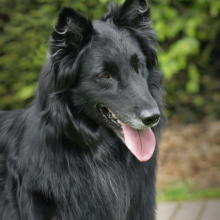 Doerak van't Murselt Portrait1.png