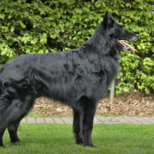 Doerak van't Murselt Standbild.png