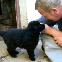 welpenbild enya001.jpg