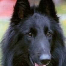 Tuono dell Alta Via.jpg