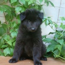 Herr Gelb 7 Wochen alt: 4106 g