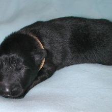 Herr Gelb 1 Woche alt: 662 g