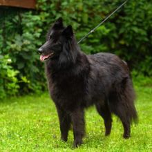 Chilli Standbild Schweitenkirchen1.jpeg