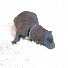 Mr. Green am Tag der Geburt: 436g