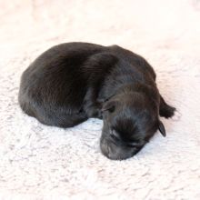 Mme. Azurée am Tag ihrer Geburt: 465g