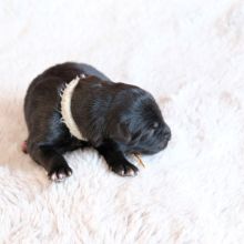 Mme. Orange am Tag ihrer Geburt: 430g