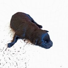 Mme. Rose am Tag ihrer Geburt: 412g