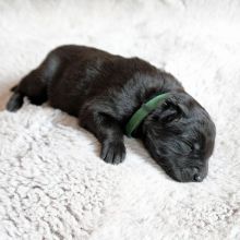 Mr. Green eine Woche alt: 771g