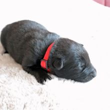 Mme. Rouge eine Woche alt: 715g