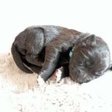 Mme. Azurée eine Woche alt: 736g