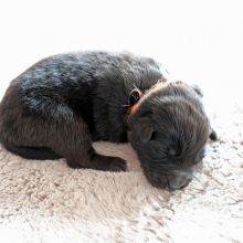 Mme. Orange eine Woche alt: 731g