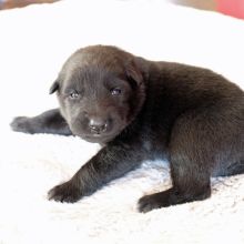 Mme. Rouge zwei Wochen alt: 1069g