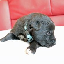 Mme. Azurée zwei Wochen alt: 1075g