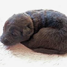 Mme. Orange zwei Wochen alt: 1103g