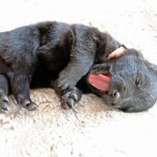 Mme. Rose zwei Wochen alt: 1006g