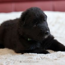 Mr. Green drei Wochen alt: 1885g