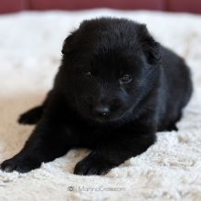 Mme. Rouge drei Wochen alt: 1582g