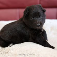 Mme. Azurée drei Wochen alt: 1613g