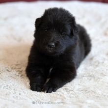 Mme. Orange drei Wochen alt: 1701g