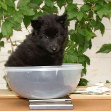 Amira-Caleigh (rosa)