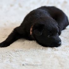 Mme. Rose drei Wochen alt: 1519g