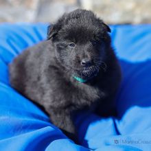 Mr. Green vier Wochen alt: 3010g