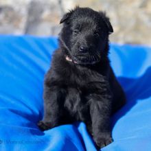 Mme. Rose vier Wochen alt: 2300g