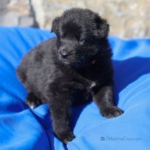 Mme. Orange vier Wochen alt: 2640g