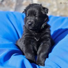 Mme. Jaune vier Wochen alt: 2610g