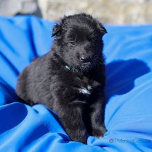 Mme. Azurée vier Wochen alt: 2270g