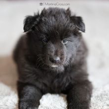 Mr. Green fünf Wochen alt: 3590g