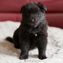 Mme. Orange fünf Wochen alt: 3260g