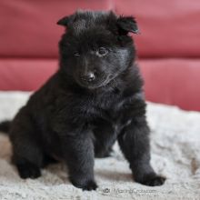 Mme. Rouge fünf Wochen alt: 3070g