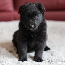 Mme. Jaune fünf Wochen alt: 3340g