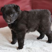 Mme. Azurée fünf Wochen alt: 3020g