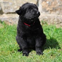 Mme. Rouge sieben Wochen alt: 4500g