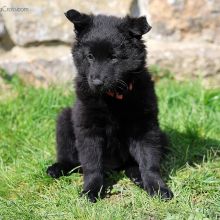 Mme. Rose sieben Wochen alt: 4300g