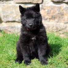 Mme. Orange sieben Wochen alt: 4770g