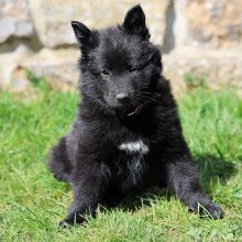 Mme. Lilas sieben Wochen alt: 4620g