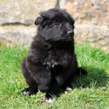 Mme. Azurée sieben Wochen alt: 4440g