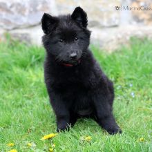 Mme. Rouge acht Wochen alt: 5290g