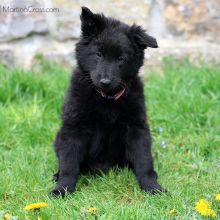 Mme. Rose acht Wochen alt: 5340g