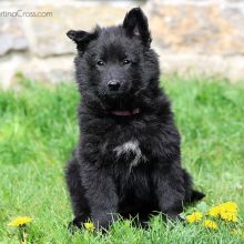 Mme. Lilas acht Wochen alt: 5570g