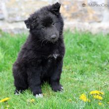 Mme. Azurée acht Wochen alt: 5110g